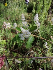 Ceanothus caeruleus