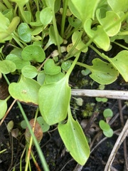 Parnassia cirrata intermedia