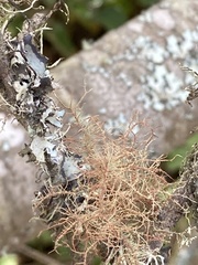 Usnea rubicunda