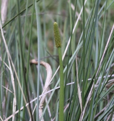 Xanthorrhoea minor lutea