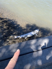 Acipenser transmontanus