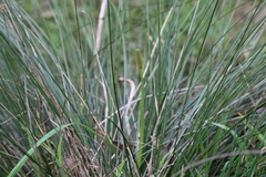 Xanthorrhoea minor lutea