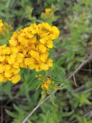 Tagetes lucida