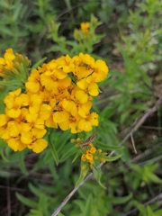 Tagetes lucida