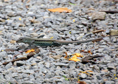 Pholidoscelis exsul