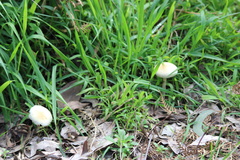Protostropharia semiglobata