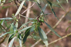Solanum laciniatum
