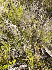 Pimelea spinescens