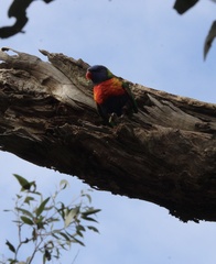 Trichoglossus moluccanus