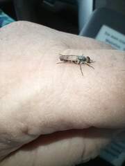 Therevidae