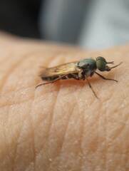 Therevidae