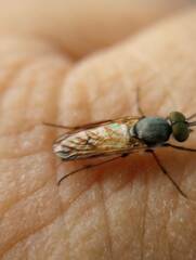 Therevidae