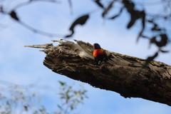 Trichoglossus moluccanus