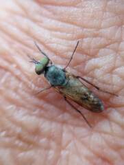 Therevidae