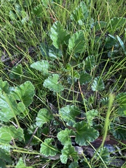 Pelargonium rodneyanum