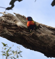 Trichoglossus moluccanus