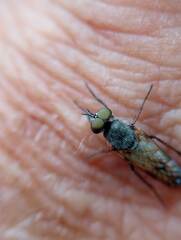 Therevidae