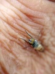 Therevidae