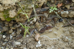 Amphiesma stolatum