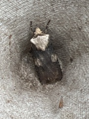 Agrotis puta