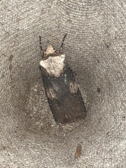 Agrotis puta