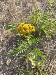 Tanacetum vulgare