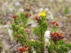Sedum macdonaldii