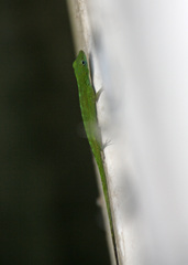 Anolis evermanni