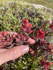 Castilleja peirsonii