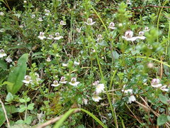 Euphrasia transmorrisonensis