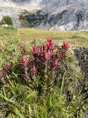 Castilleja peirsonii