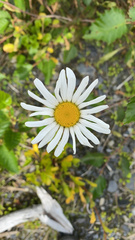 Leucanthemum
