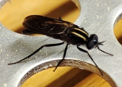 Thereva albovittata