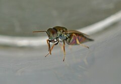 Pteromalidae