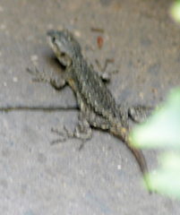Sceloporus grammicus