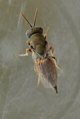 Pteromalidae