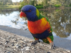 Trichoglossus moluccanus