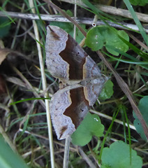 Scotopteryx moeniata