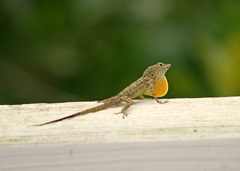 Anolis stratulus