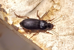Harpalus
