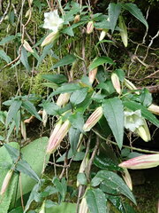 Tripterospermum luzonense