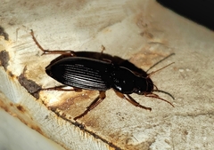 Harpalus