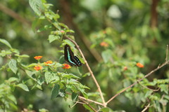 Graphium teredon
