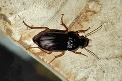 Harpalus