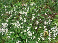 Anaphalis morrisonicola