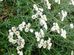 Anaphalis morrisonicola