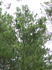 Pinus stylesii