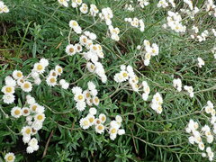 Anaphalis morrisonicola