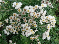 Anaphalis morrisonicola