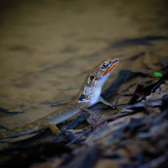 Brook's Keeled Skink photo 1